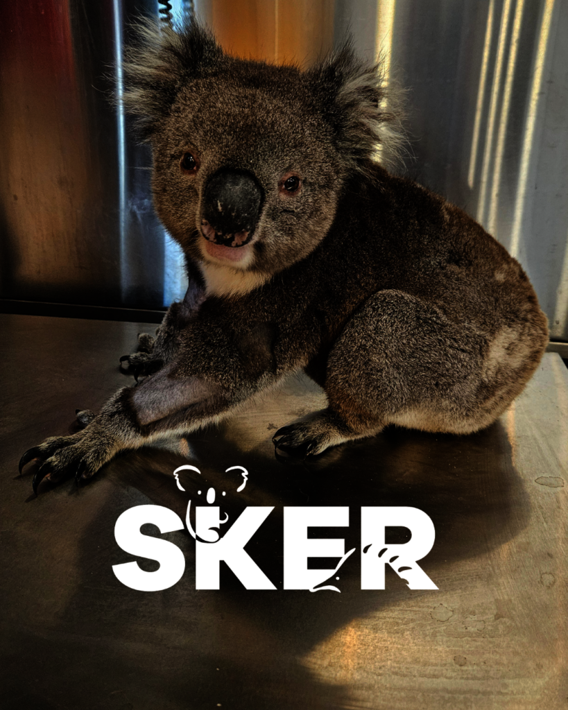 Help Save South Australia's Koalas and Echidnas
