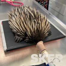 Echidna receiving xray