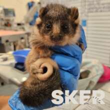 Possum Patient