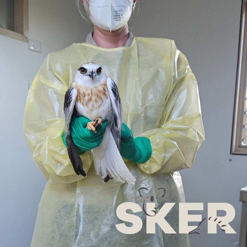 Bird Patient