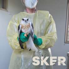 Bird Patient