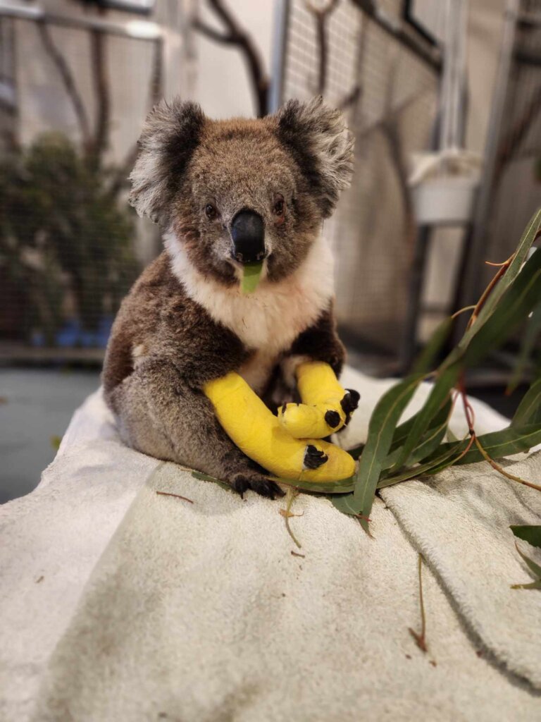 Help Save South Australia's Koalas and Echidnas