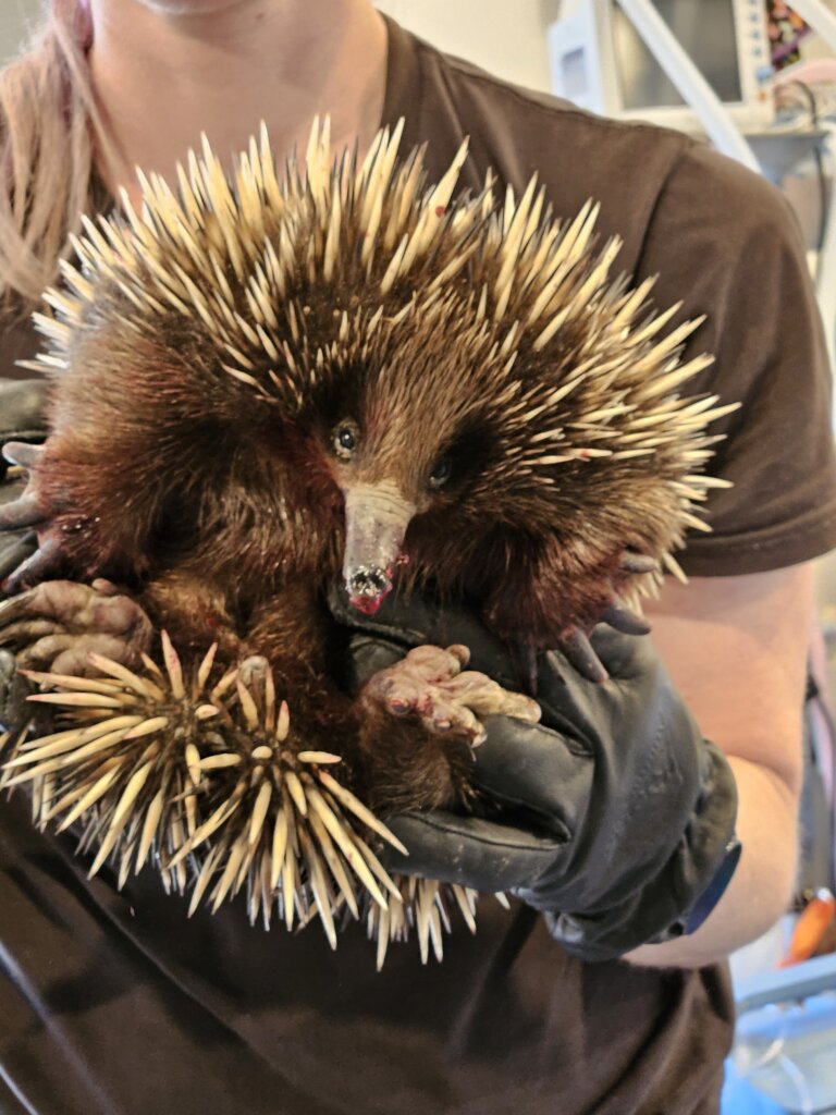 Help Save South Australia's Koalas and Echidnas