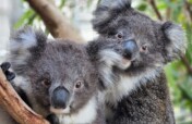 Help Save South Australia's Koalas and Echidnas