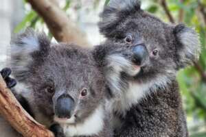 Help Save South Australia's Koalas and Echidnas