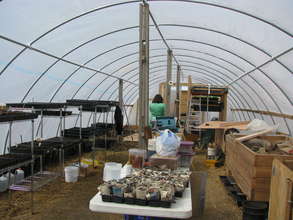 Inside the hoophouse