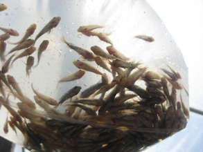 Tilapia and aquaponics
