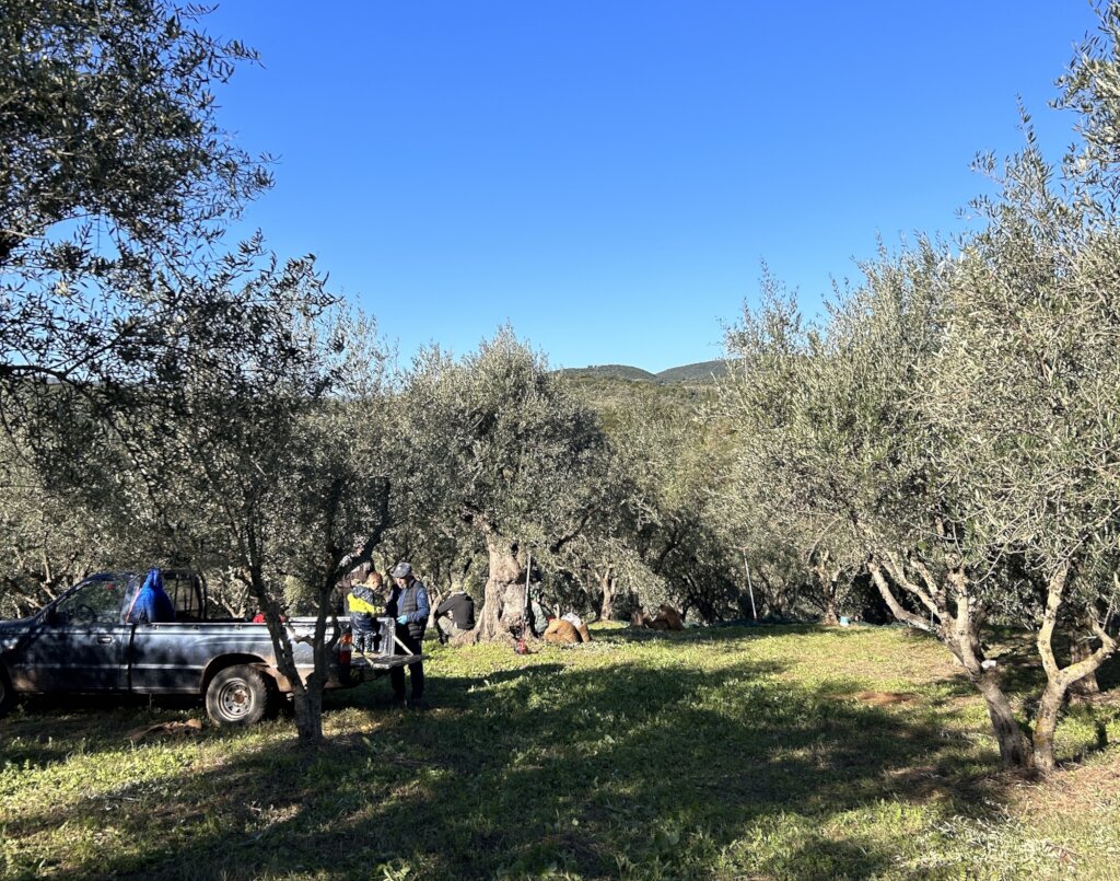 Enhancing the Resilience of Greek Olive Growers