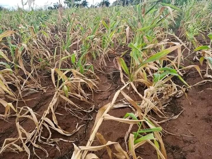 Malawi Emergency Appeal