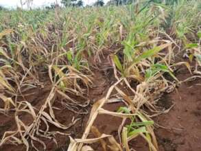 Maize crop drying due to long drought