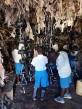Hanging the mushroom bags