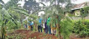 Canopy of trees planted at Kiboha Primary