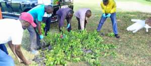 Residents Embrace Tree Planting