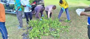 Residets Picking Trees ready to Plant