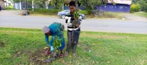 Women Planting Trees along the road