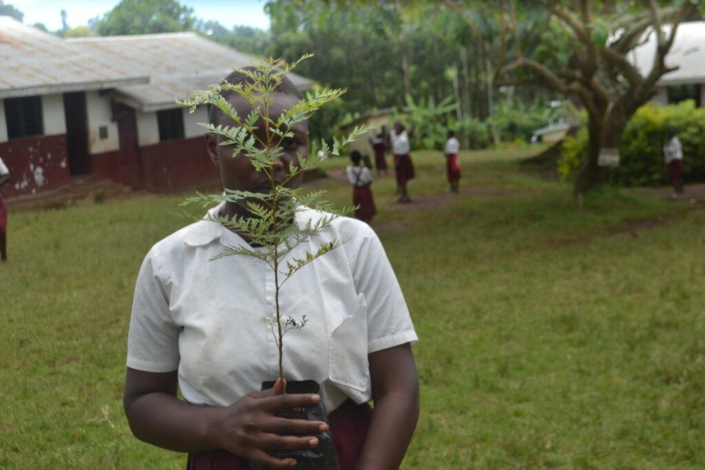 Support Greening Uganda Schools 1,000,000 Trees