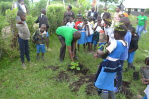 Tree planting at Buhara primary school in Kicwamba