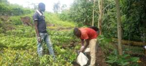 the boys uprooting seedlings to load