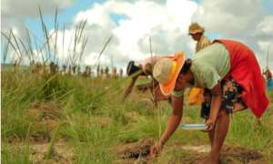 Locals transplanting from the nursery