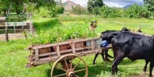 Transporting saplings to site