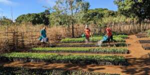 Local women at work in a nursery site