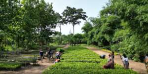 restoring nature we all love!