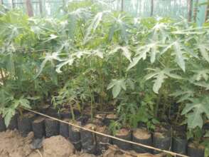 Trees in the nursery bed