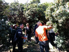 Field Visit on Mastic Gum Trees