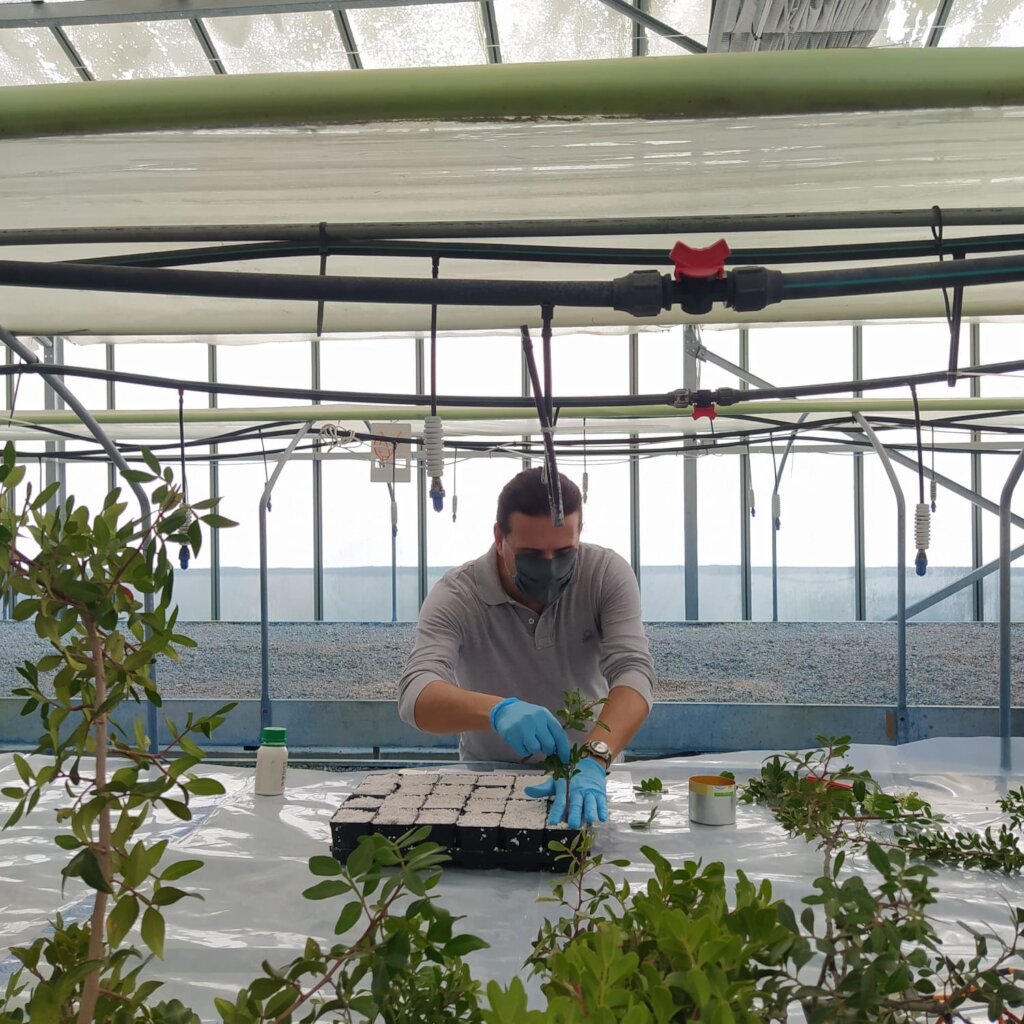 Securing the Future of Mastic Gum Trees in Greece