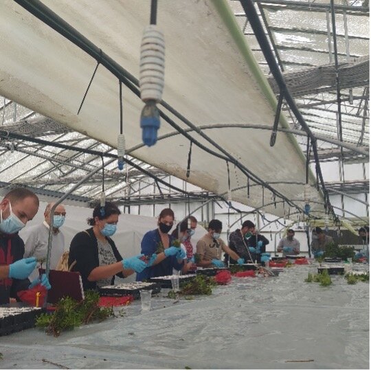 Securing the Future of Mastic Gum Trees in Greece