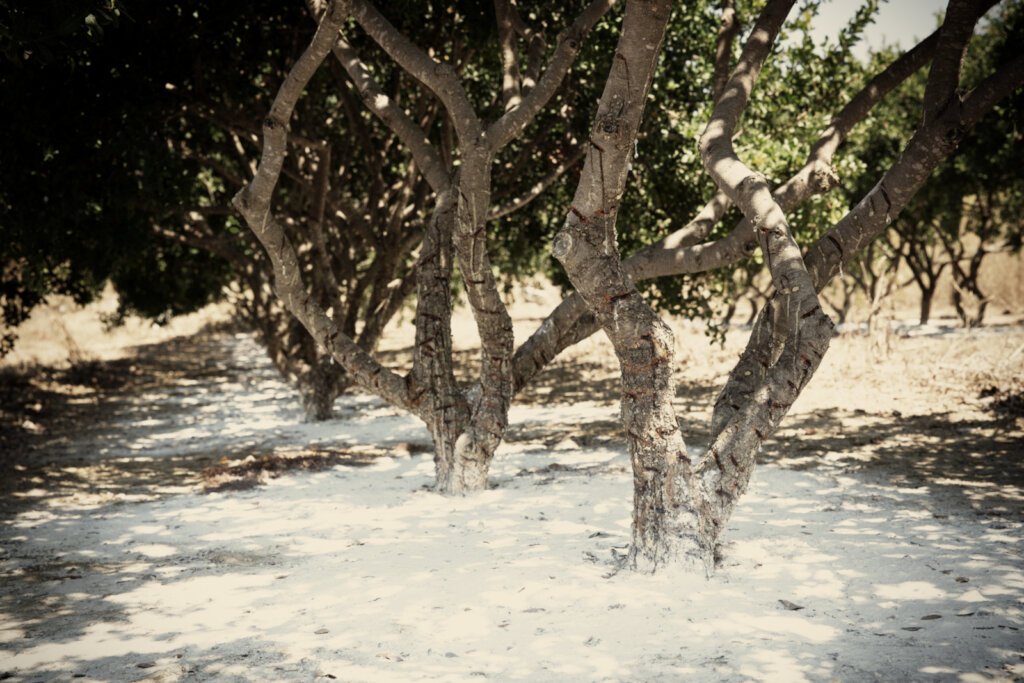 Securing the Future of Mastic Gum Trees in Greece