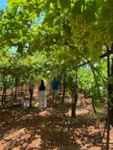 Field Visit in Corinth, Greece