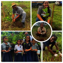 Reforestation Season