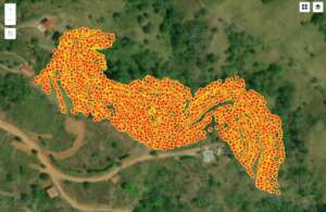 Monitored map of the reforestation in El Cacaito