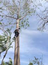 Tree Climbing to collect seeds