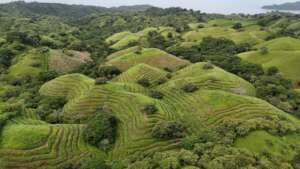 Drone view of the reforestation parcel.