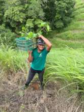 Magnifico, carrying a box full of saplings