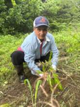 Sapling producer from Cambutal