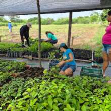 Women led community nurseries