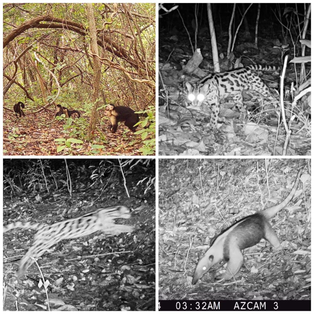 100,000 Trees for Azuero, Planting our Future