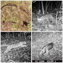 Biodiversity Monitoring