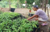 100,000 Trees for Azuero, Planting our Future