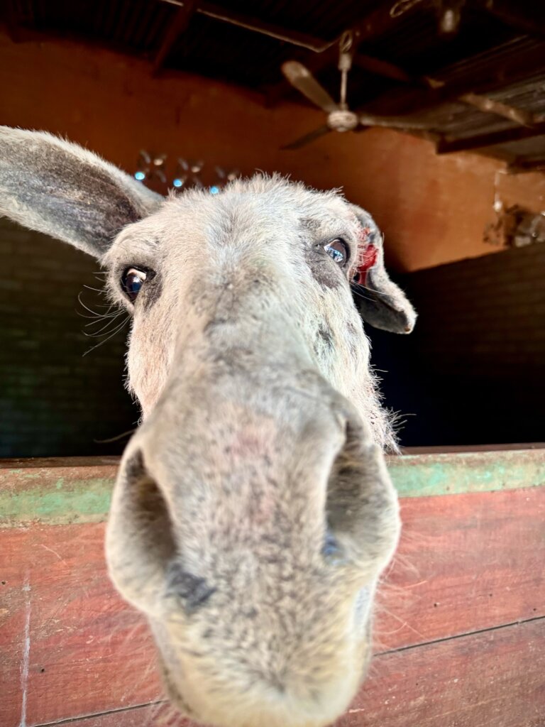 Build a community vet clinic in rural South Africa