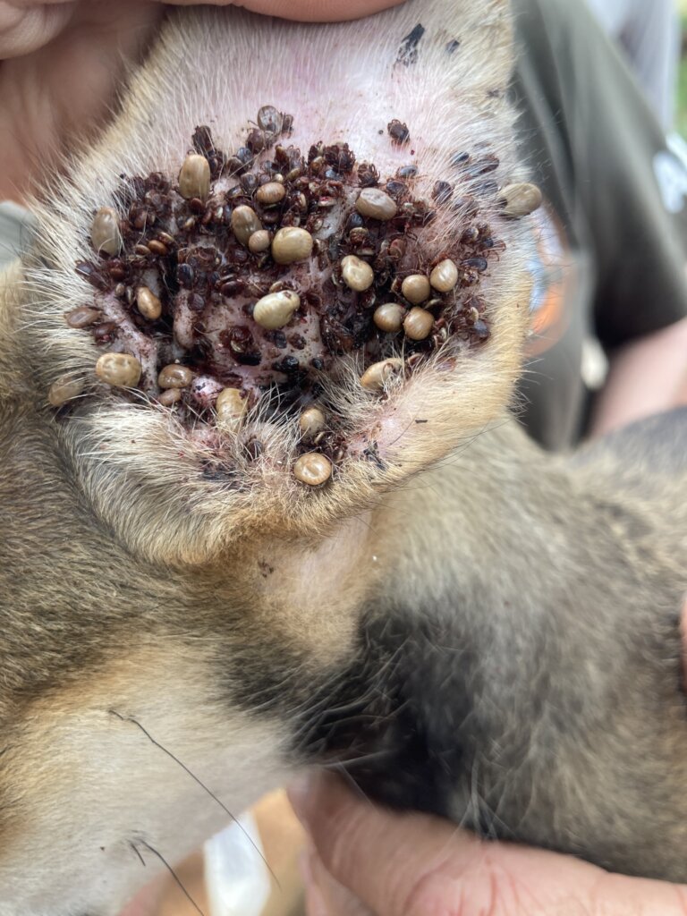 Build a community vet clinic in rural South Africa