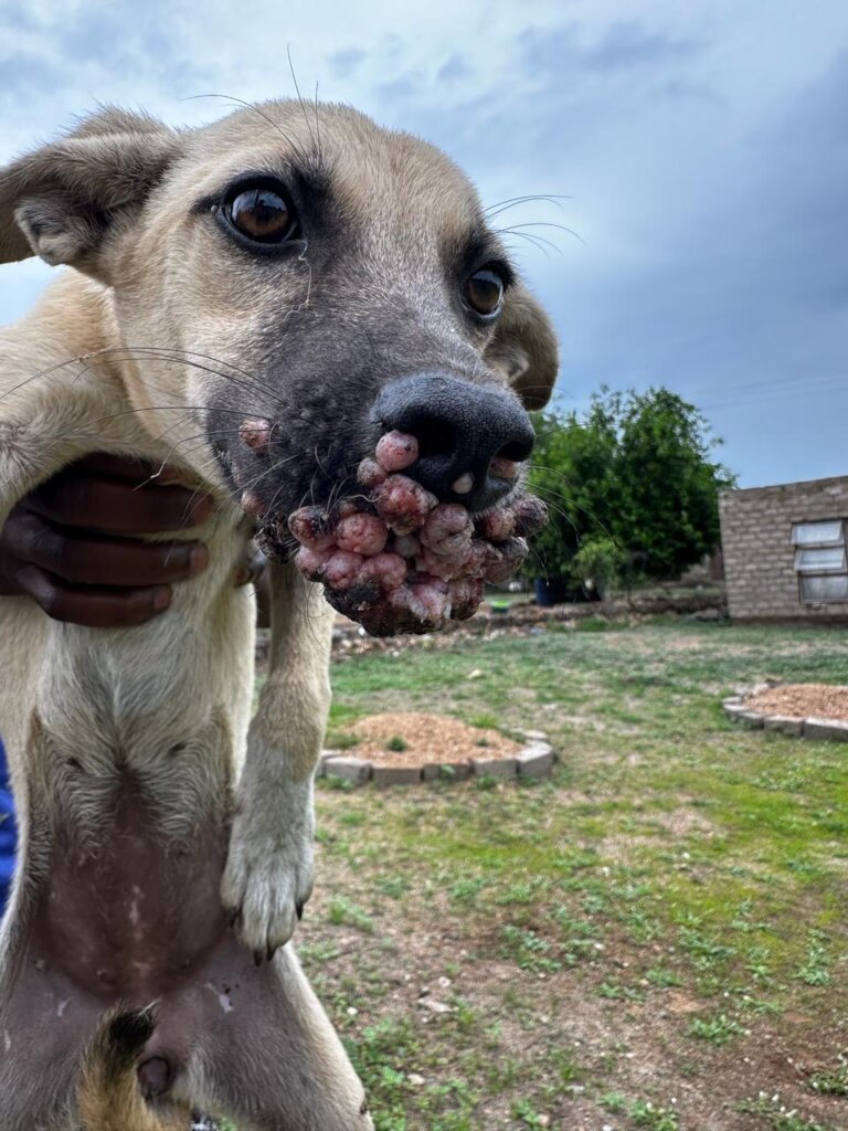 Build a community vet clinic in rural South Africa