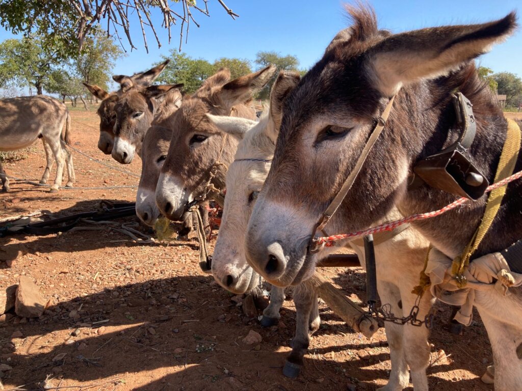 Build a community vet clinic in rural South Africa