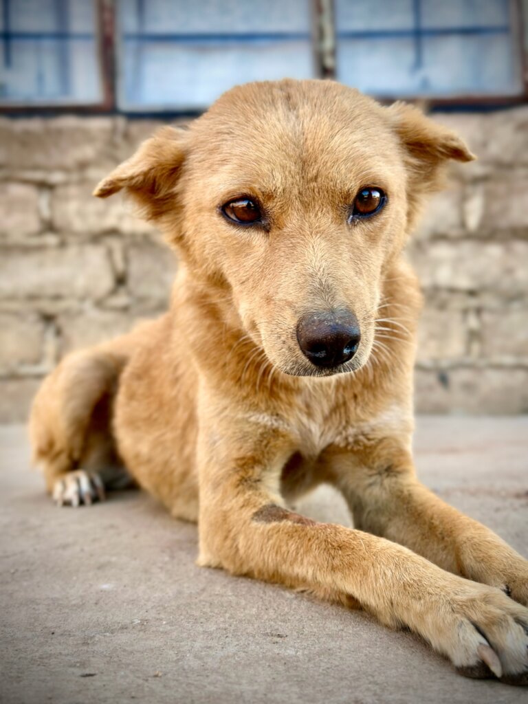 Build a community vet clinic in rural South Africa GlobalGiving