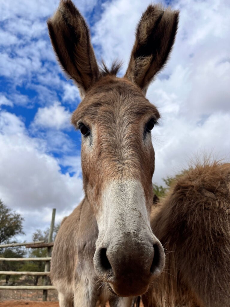 Build a community vet clinic in rural South Africa