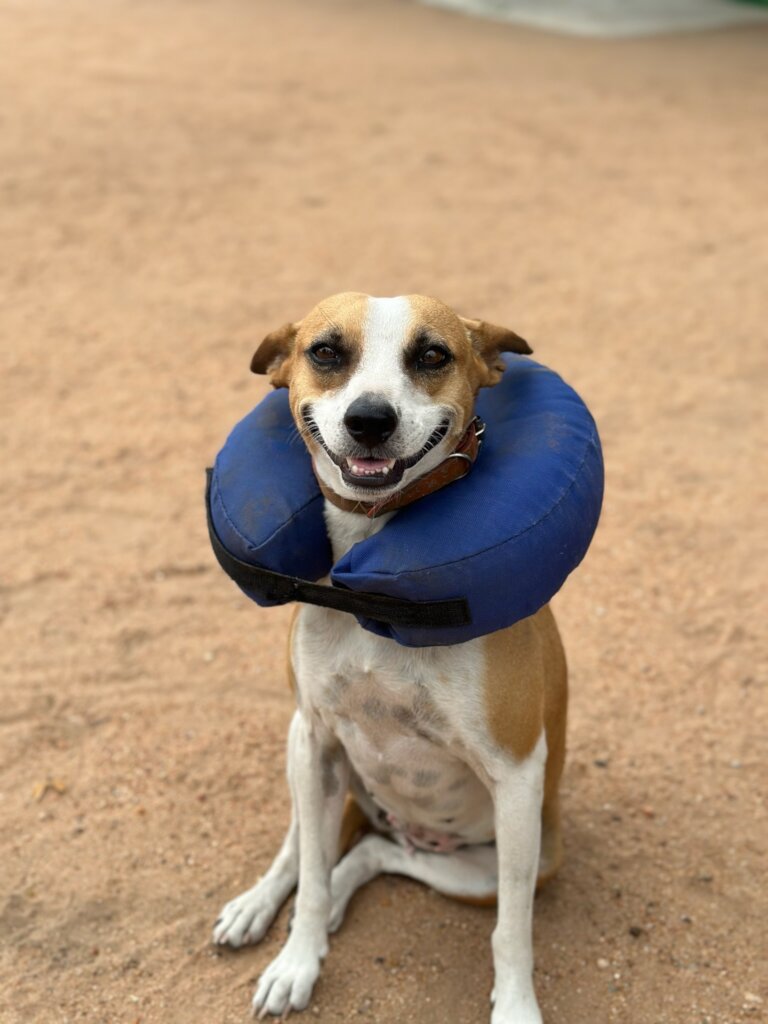 Build a community vet clinic in rural South Africa