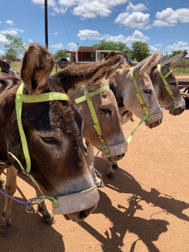 Build a community vet clinic in rural South Africa